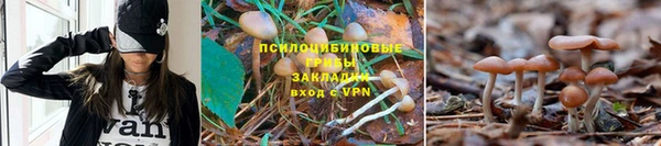 крисы Карпинск